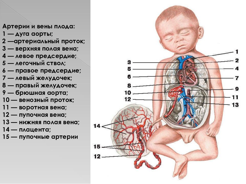 Представление о схеме тела у детей формируется к