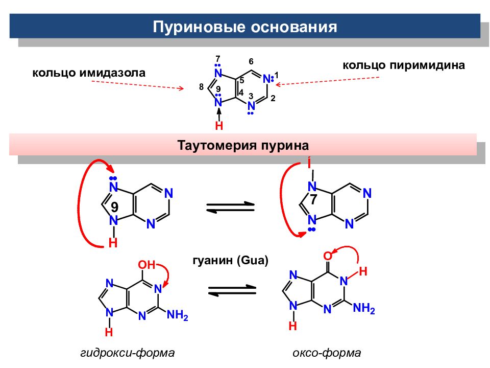 Липиды нуклеотиды. Таутомерные формы пуринов и пиримидинов.. Таутомерные формы Пурина. Таутомерные формы нуклеиновых оснований. Таутомерные формы пуриновых и пиримидиновых оснований.
