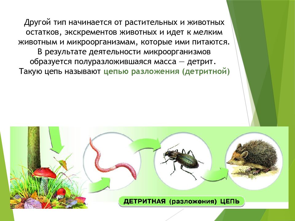 Пищевые связи