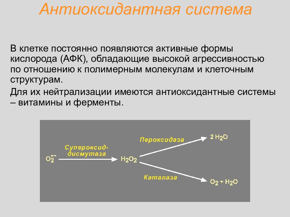 Антиоксидантные ферменты