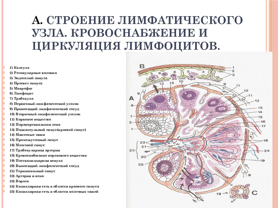 Изучите строение лимфатического узла сделайте обозначение к рисунку