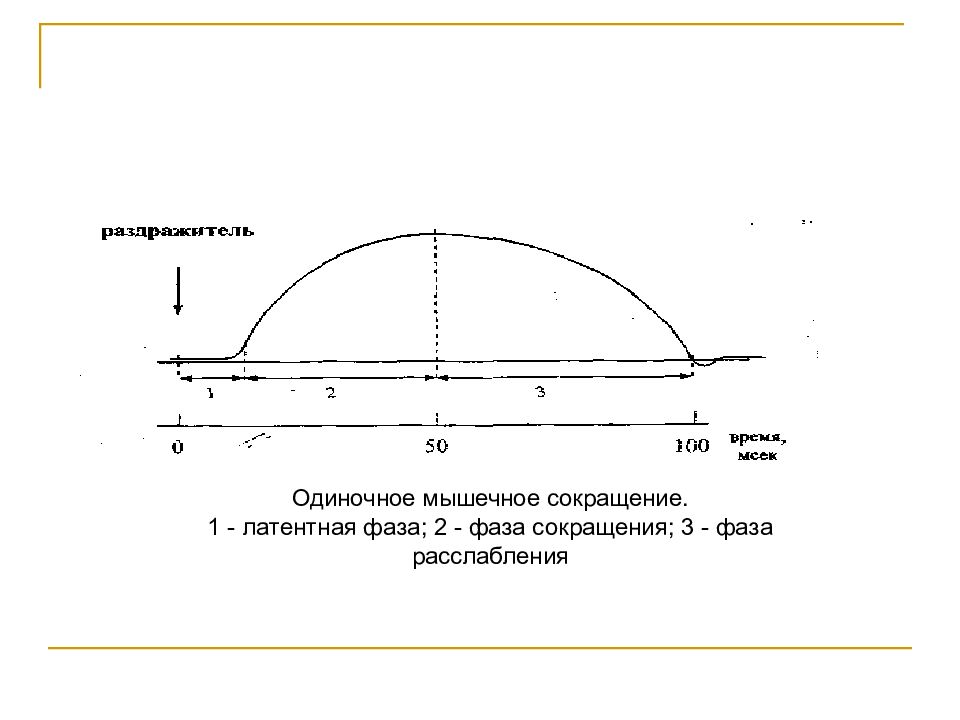 Одиночное мышечное сокращение. Фазы одиночного мышечного сокращения. Одиночное мышечное сокращение его фазы. 3 Фазы одиночного мышечного сокращения.