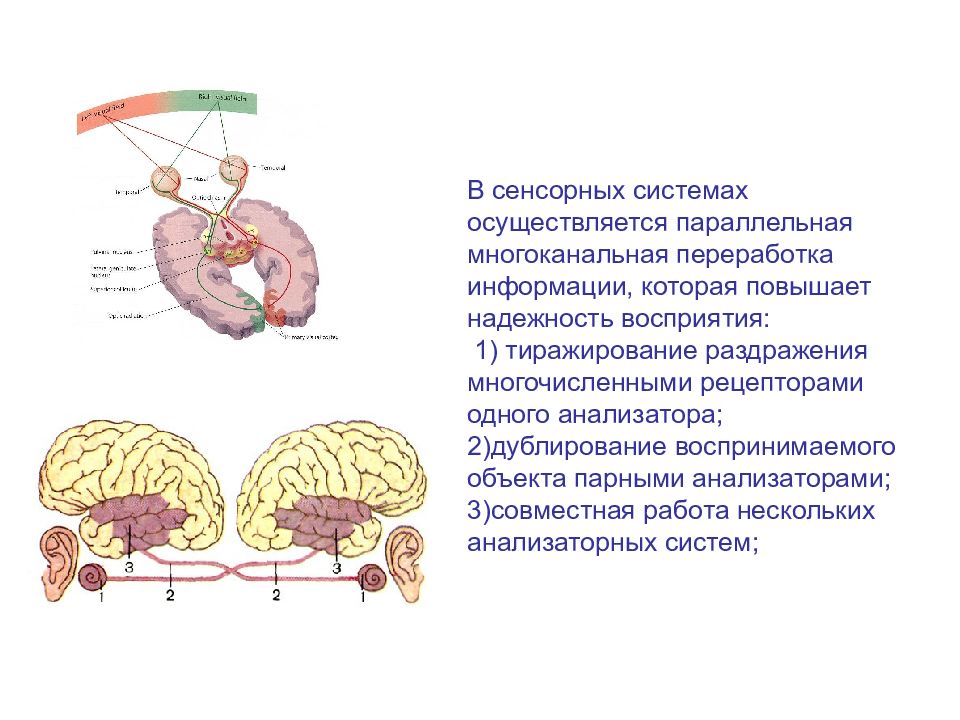 Система осуществляющая. Принцип многоканальности сенсорных систем. Принцип параллельной многоканальной переработки информации. Практические работы сенсорные системы. Многодорожечная параллельная.