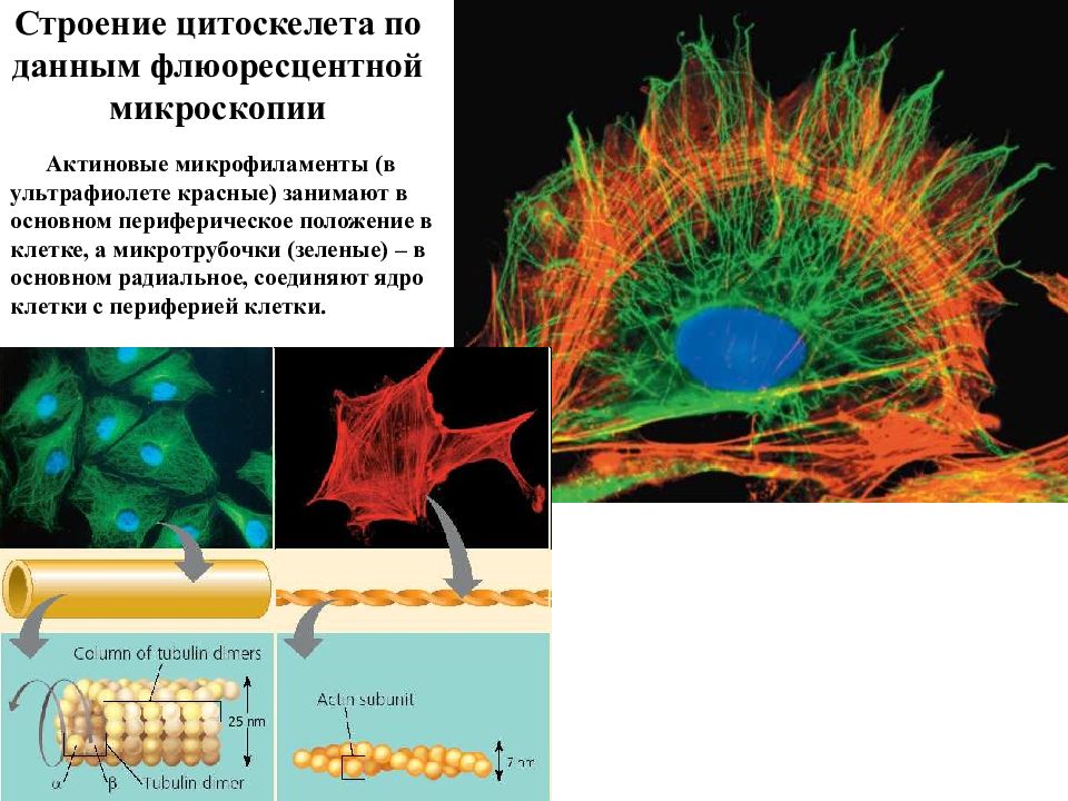 Цитоскелет строение. Цитоскелет нейрона. Элементы цитоскелета. Актиновые микрофиламенты.