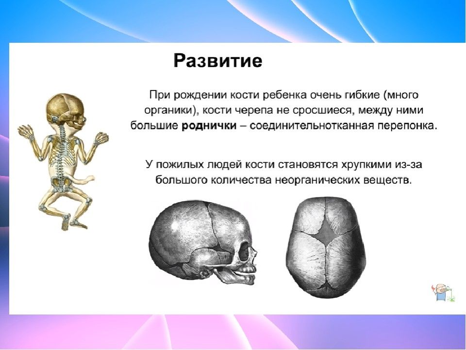 Что означает кости. Кости биология 8 класс. Формирование скелета 8 класс. Опорно двигательная система строение рост костей биология 8 класс. Кости кратко 8 класс.