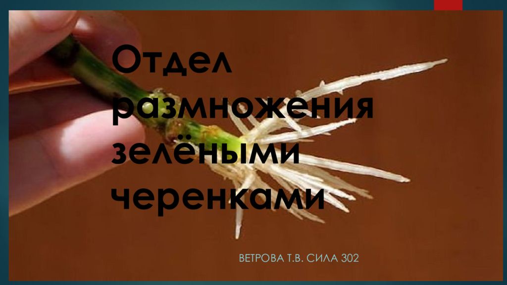 Отдел размножения зелёными черенками