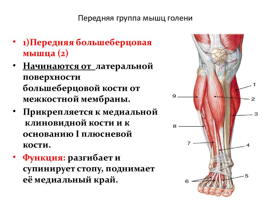 Боль в голени спереди причины. Передняя группа мышц голени функции. Мышцы голени спереди. Мышцы голени латеральная группа таблица. Мышцы голени медунивер.