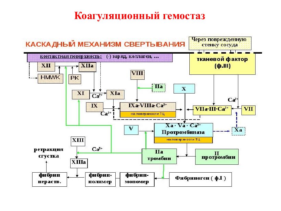 Схема коагуляционного гемостаза