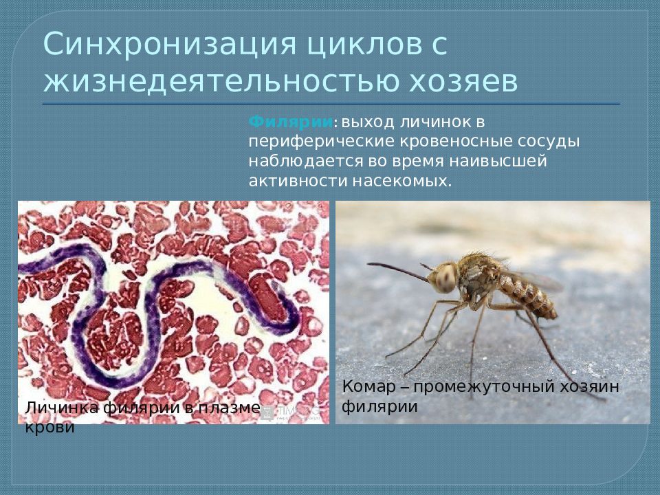 Пример отношений паразит хозяин