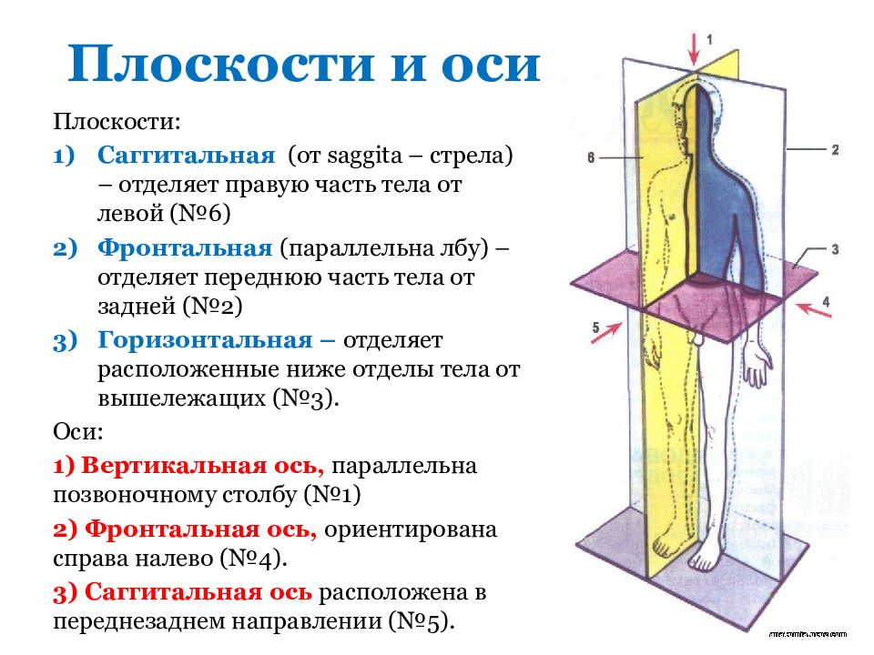 Анатомическая терминология