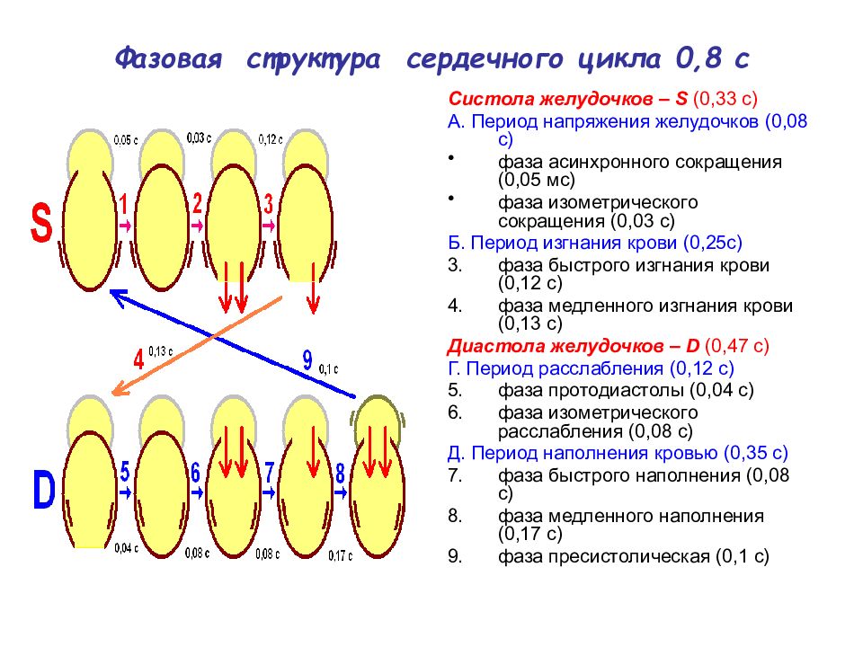 Схема систолы и диастолы