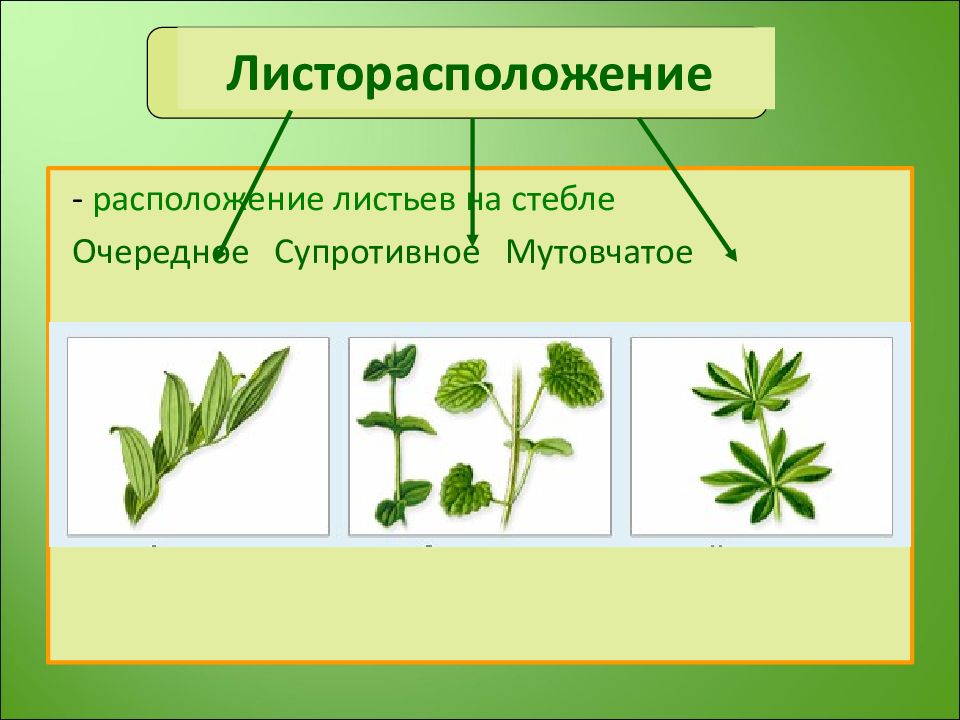 Расположенный лист. Очередное супротивное мутовчатое листорасположение. Листорасположение липы. Малина листорасположение. Тип листорасположения у клевера.