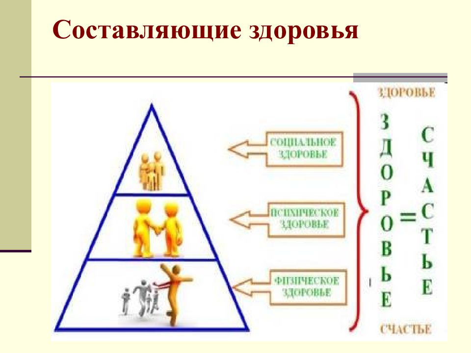 Составляют организм. Основы здоровья. Что составляет здоровье человека. Биологические основы здоровья человека. 3 Составляющих здоровья человека.