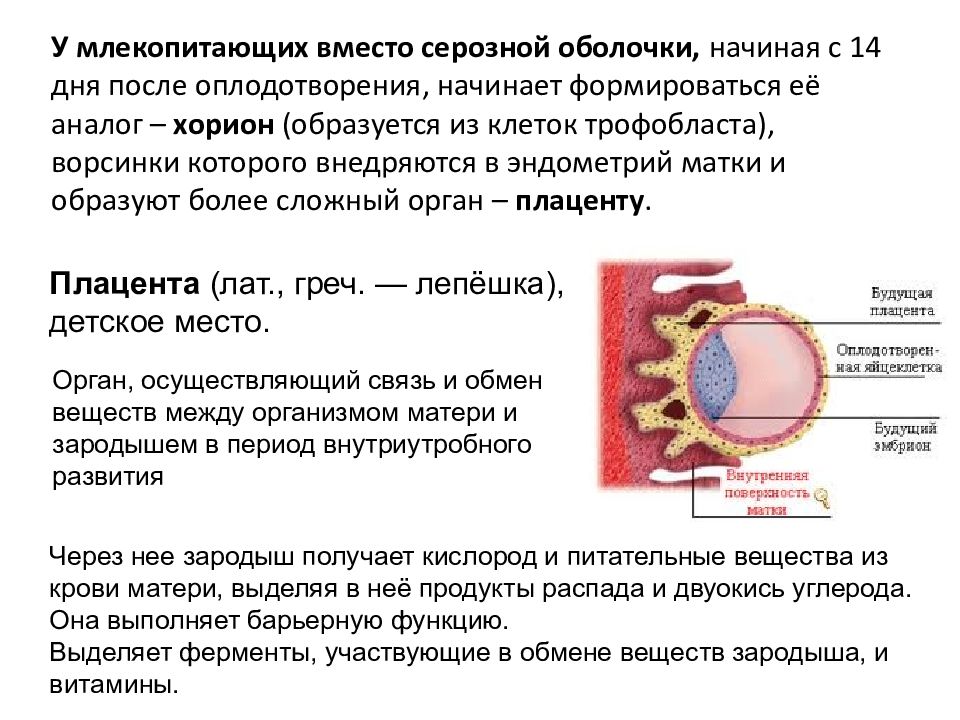 Признаки имплантации эмбриона. Эмбриогенез Провизорные органы. Эмбриогенез человек Провизорные органы. Провизорные органы презентация. У человека в эмбриогенезе закладываются Провизорные органы.