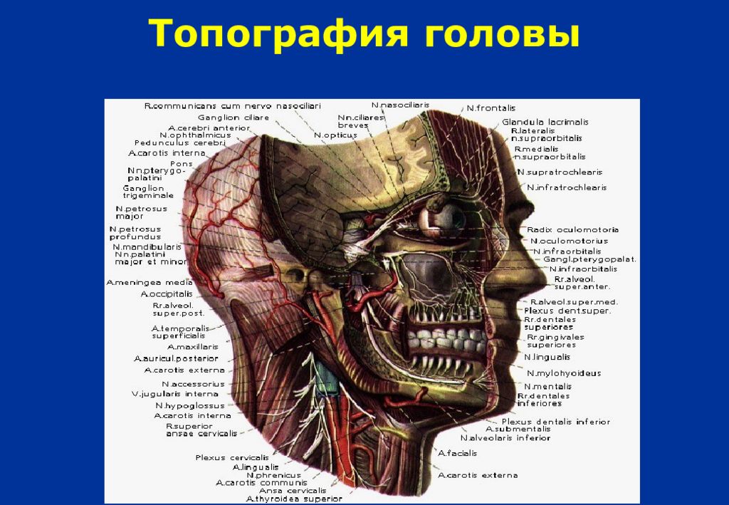 Топографическая анатомия картинки