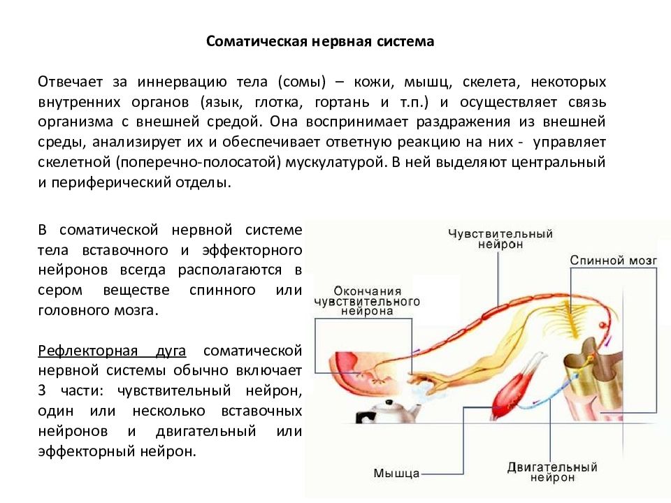 Нервные сокращения. Соматический отдел нервной системы регулирует. За что отвечает соматическая нервная система. Соматическая нервная система отвечает за иннервацию. Волокна соматической нервной системы.