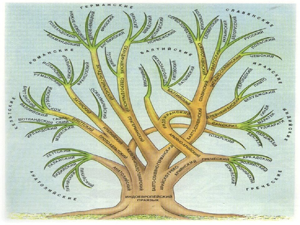 Погрузитесь не спеша в рассмотрение схемы дерево языков мира