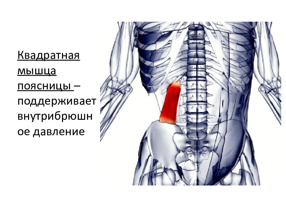 Мышцы поясницы