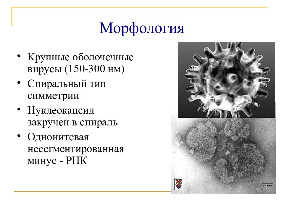 Вирусы гриппа микробиология презентация