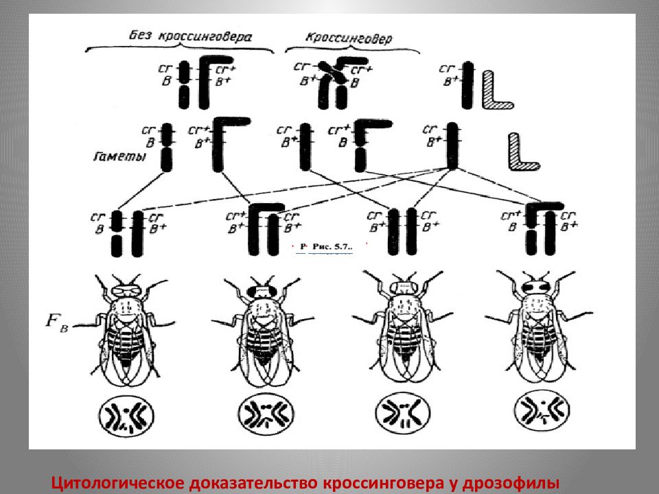Доказательства кроссинговера. Хромосомная теория Томаса Моргана. Хромосомная теория наследственности т Моргана. 2. Хромосомная теория наследственности.