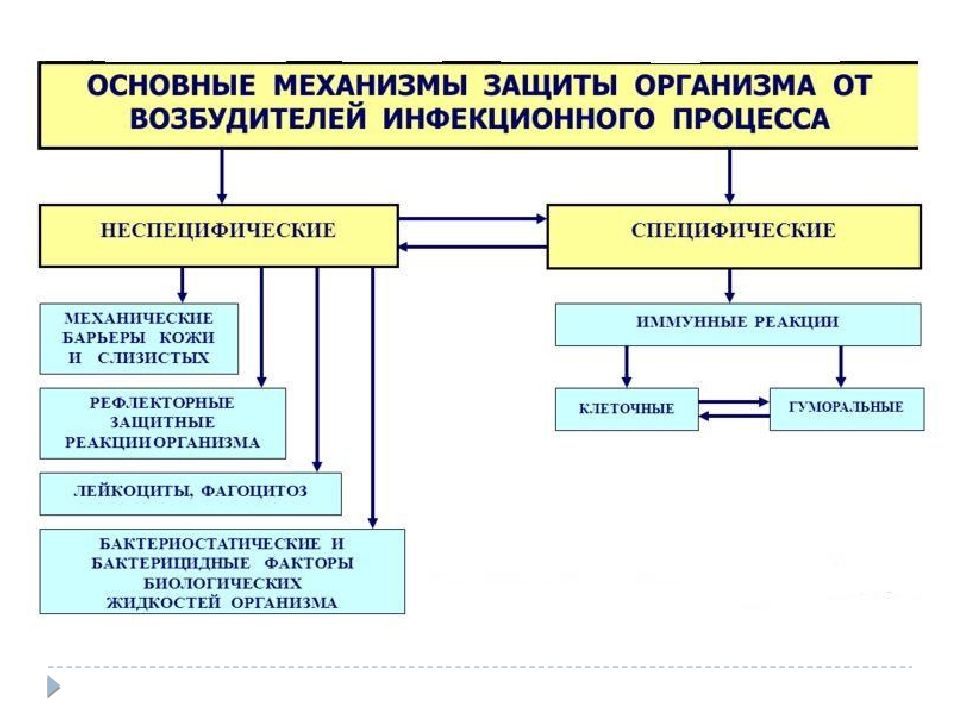 Факторы защиты человека. Механизмы защиты от инфекционных заболеваний. Основные механизмы защиты организма от инфекции. Неспецифические механизмы противоинфекционной защиты. Механизмы защиты организма от возбудителей инфекции.