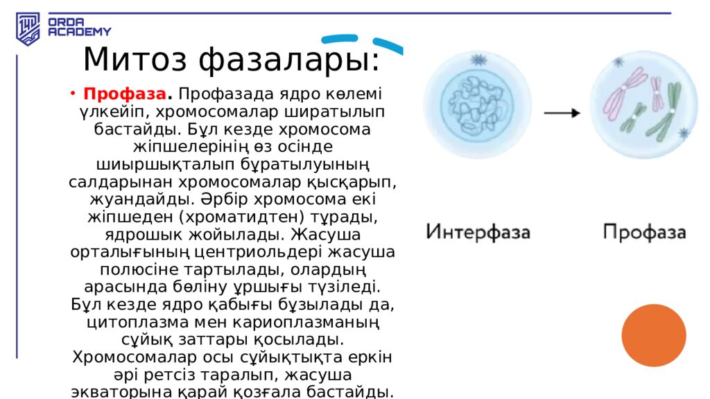 Митоз фазалары :