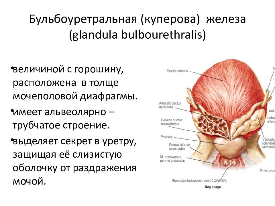 Обусловленный отсутствием железа латынь. Бульбоуретральная железа анатомия строение. Бульбоуретральная железа у мужчин строение. Бульбоуретральные железы внутреннее строение. Бульбоуретральные железы у мужчин анатомия.