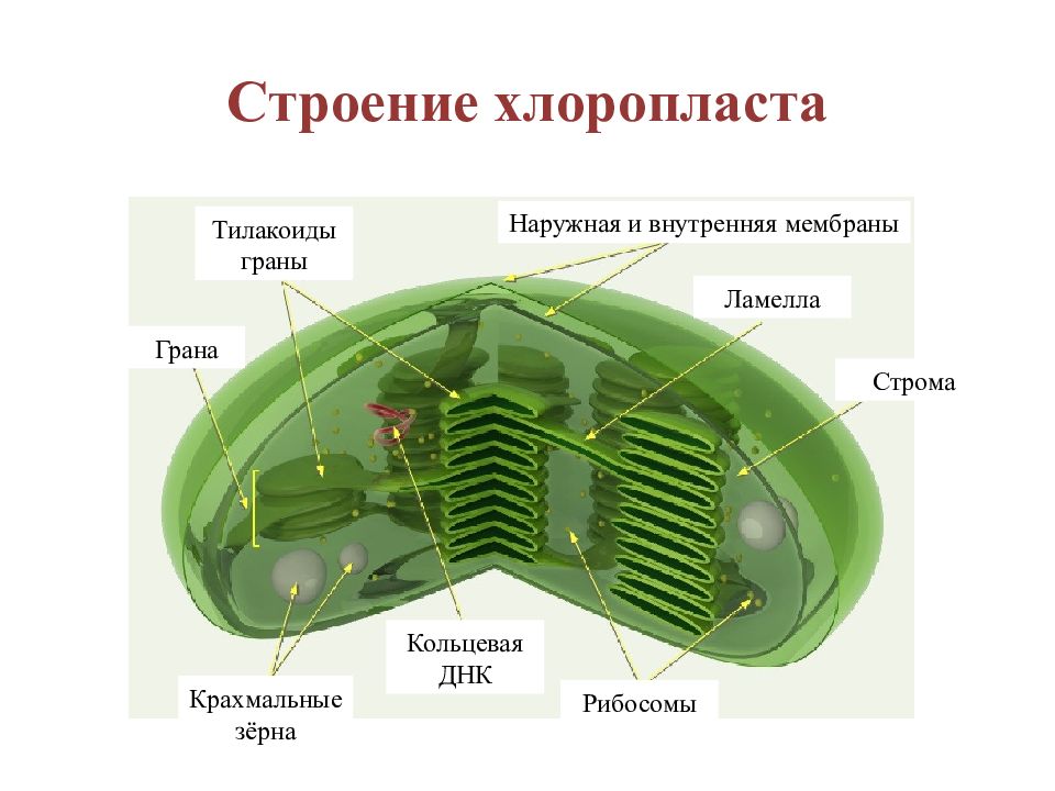 Строение клетки презентация 10 класс