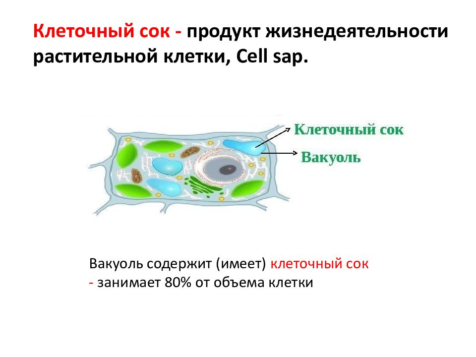 Какую клетку можно увидеть. Клеточный сок функции. Жизнедеятельность растительной клетки. Вакуоли с клеточным соком. Клеточный сок растений.