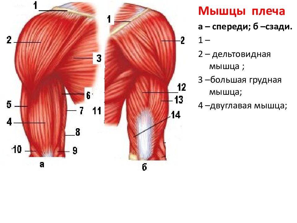 Строение плеча человека фото с описанием