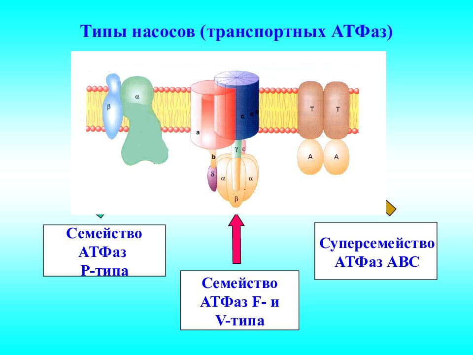 Атфаза. АТФАЗЫ типы. Семейство АТФАЗА. Строение АТФАЗЫ. Транспортная АТФАЗА.