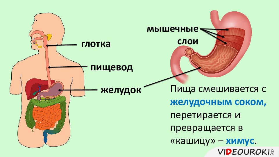 Презентация на тему желудок