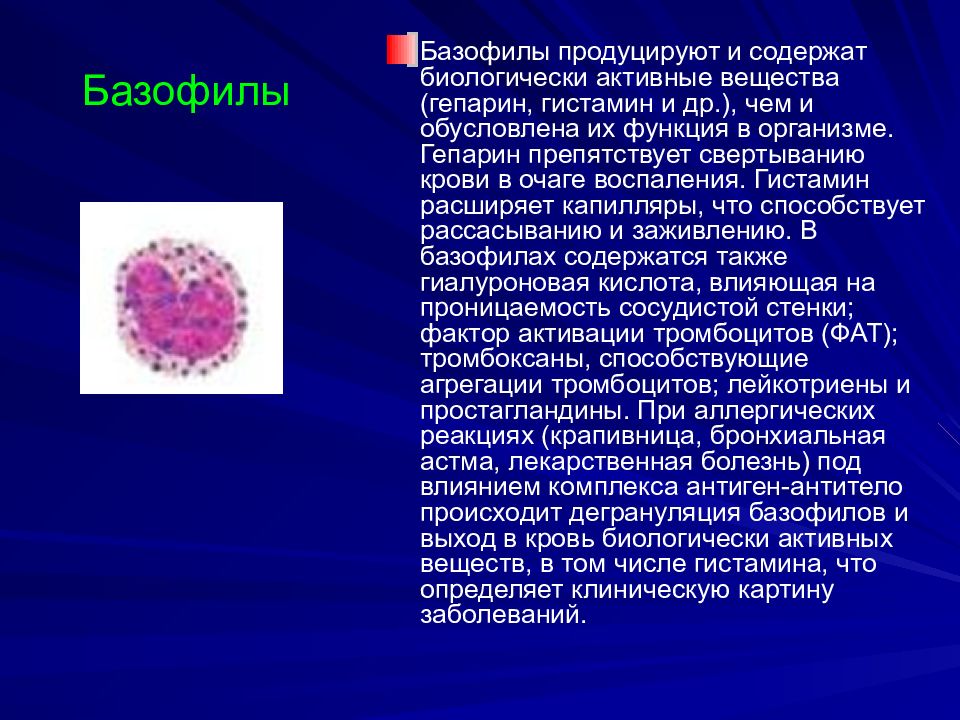 Гранулы тромбоцитов содержат. Гистамин в базофилах функция. Строение базофилов крови. Клетки крови базофилы. Гепарин базофилов.