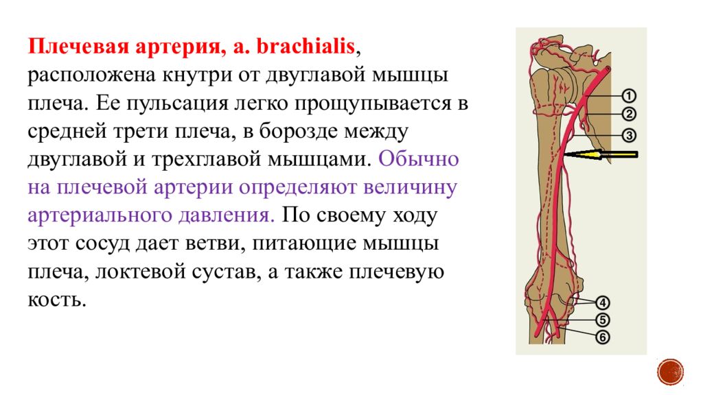 Плечевая артерия. Плечевая артерия топография. Ветви плечевой артерии. Кровоснабжение плечевой артерии. Ход плечевой артерии топографическая анатомия.