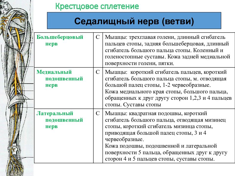 Сплетения анатомия. Крестцовое сплетение анатомия. Поясничное сплетение анатомия. Крестцовое сплетение схема. Крестцовое сплетение анатомия схема.