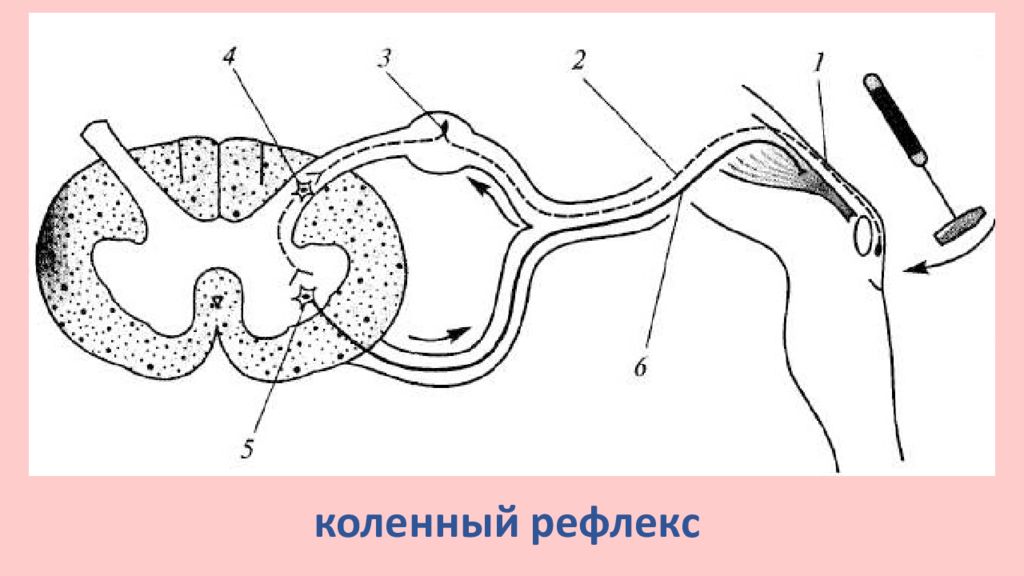 Жевательный рефлекс схема