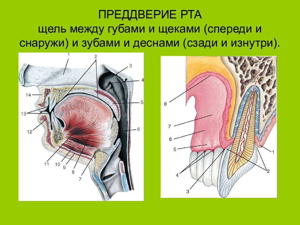 Преддверие полости. Преддверие рта анатомия. Строение преддверия полости рта. Границы преддверия полости рта.