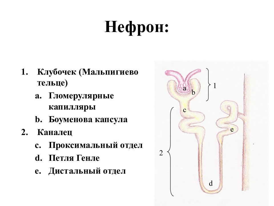 Гистология схема строения нефрона