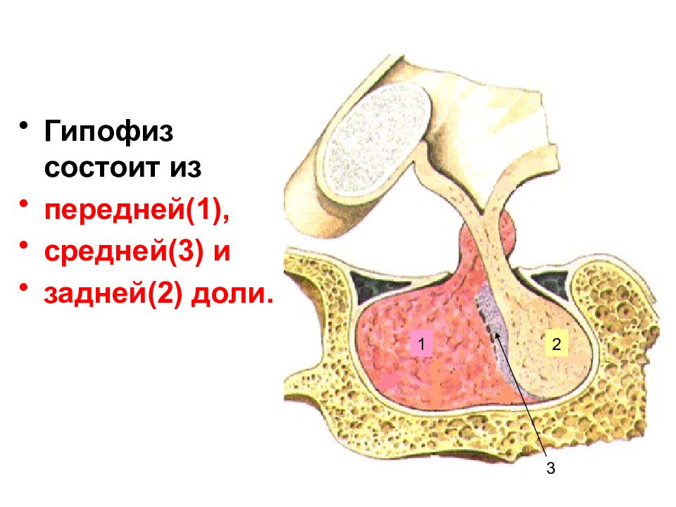 Гипофиз рисунок с подписями