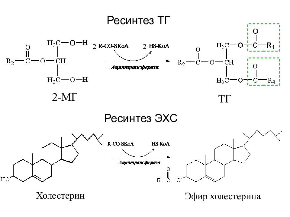 Схема лхат реакции