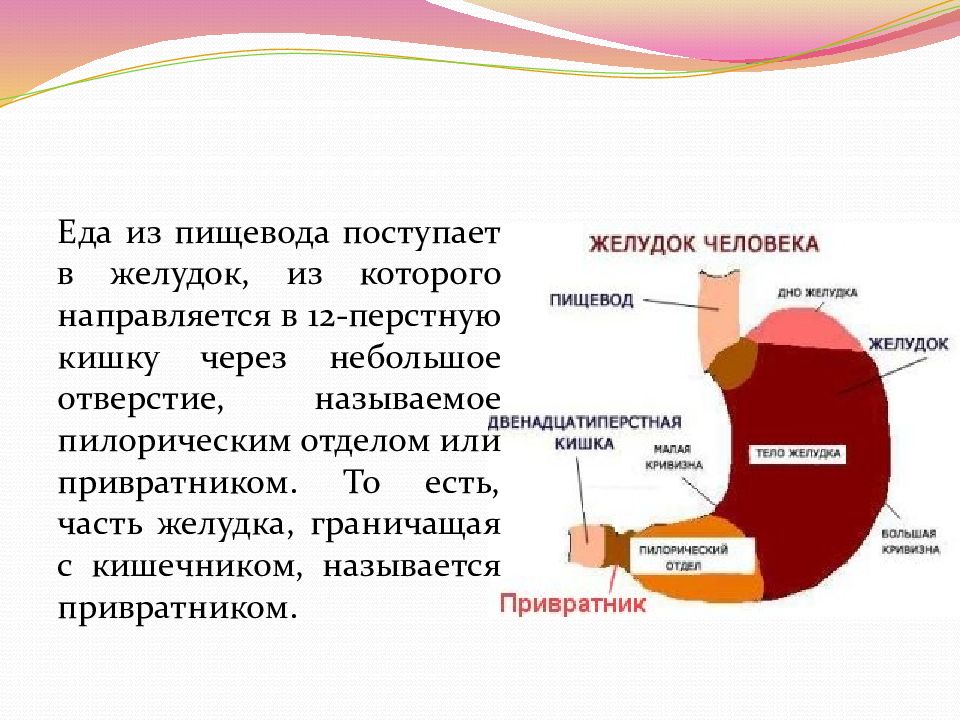 Пилороспазм у детей презентация