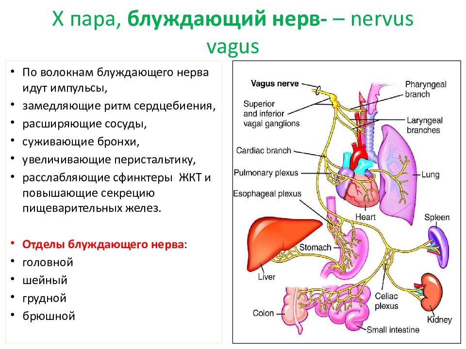 Блуждающий нерв. Поражение блуждающего нерва. Блуждающий нерв схема. Нерв Vagus схема.