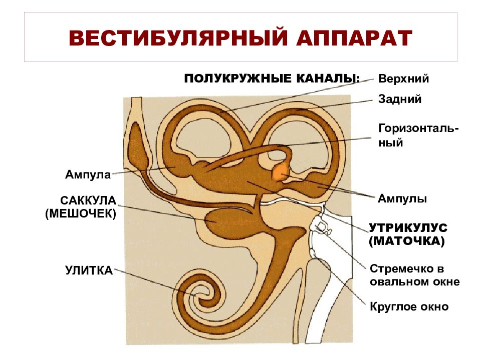 Рассмотрите рисунок 17 укажите основные части вестибулярного аппарата каковы их функции