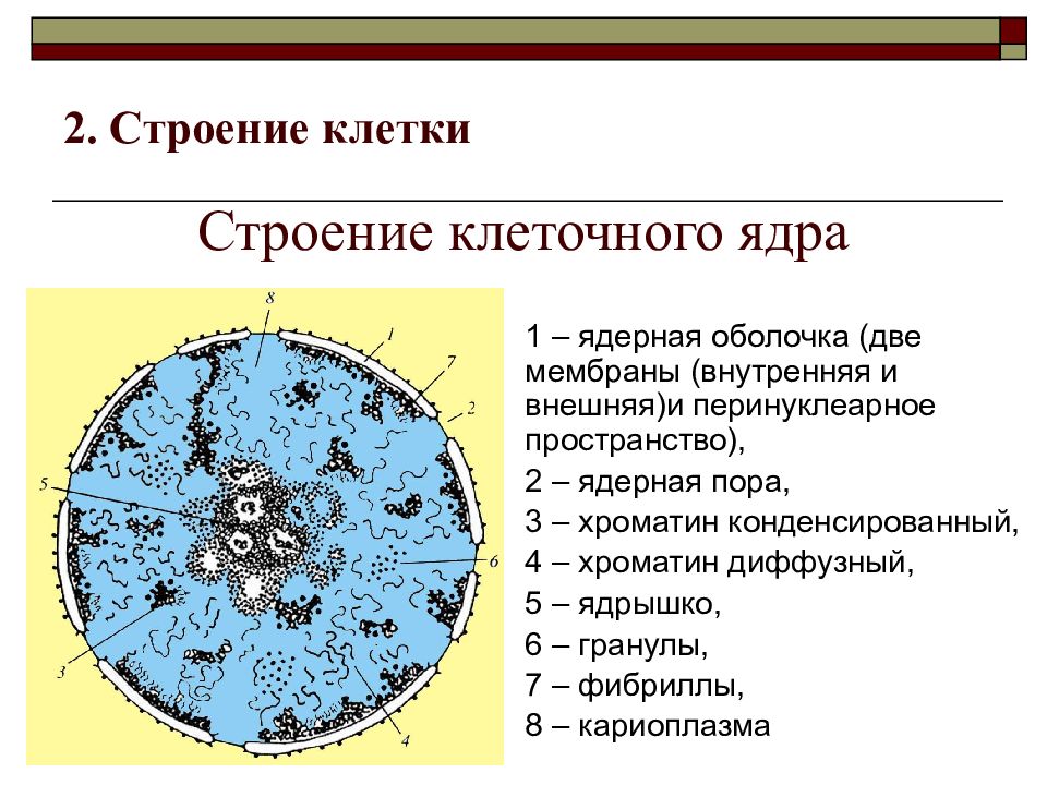 Что такое клеточный или жизненный цикл клетки. Клетка жизненный цикл клетки анатомия. Строение двух клеток. 2. Строение клетки. Строение и жизненный цикл клетки.