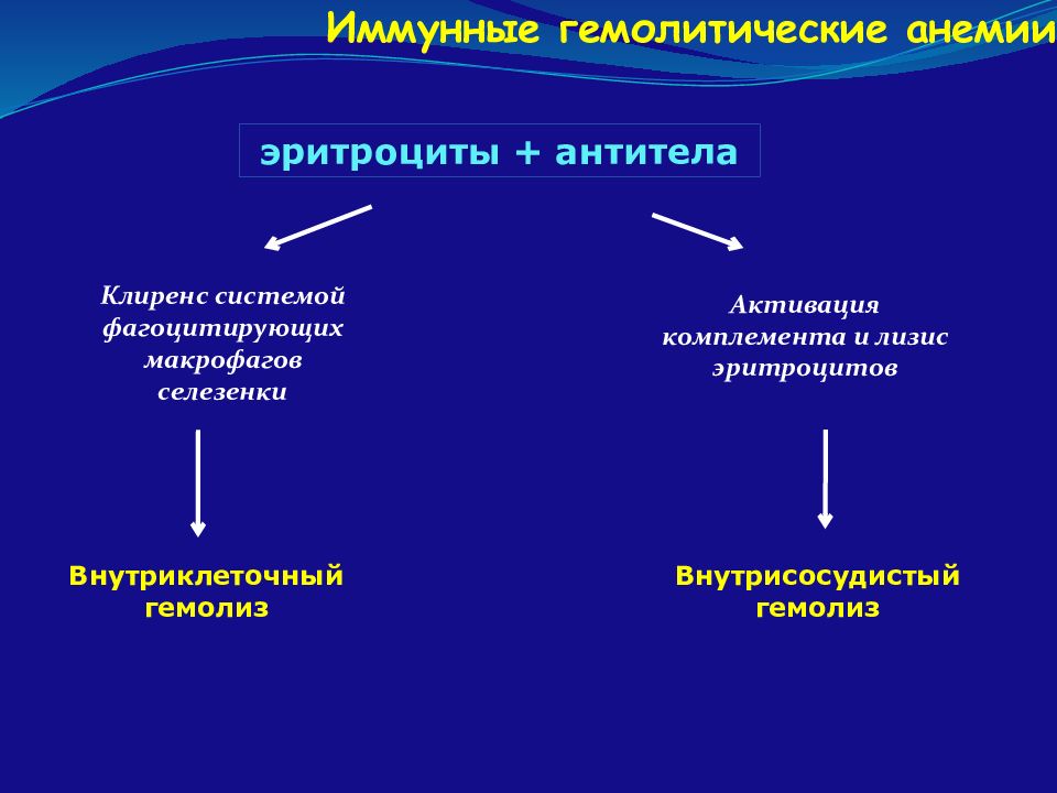 Иммунный гемолиз. Внутриклеточный гемолиз. Внутрисосудистый гемолиз. Внутрисосудистые гемолитические анемии. Лизис и гемолиз.