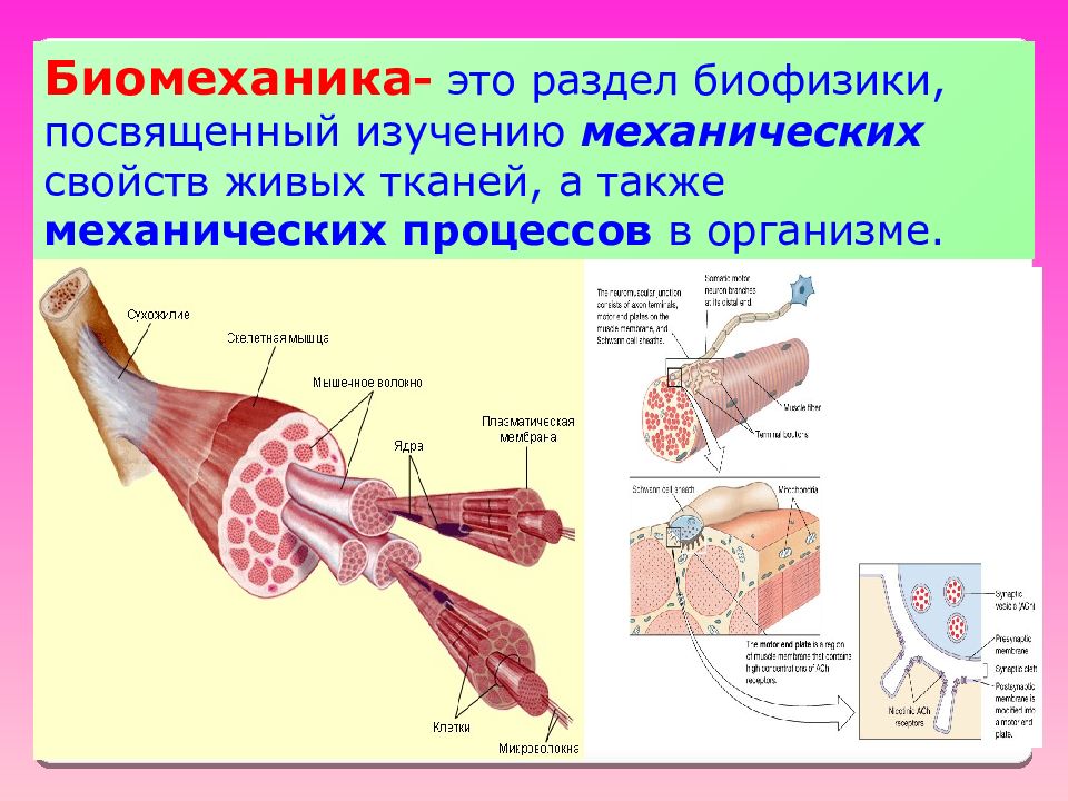 Презентация биомеханика мышц