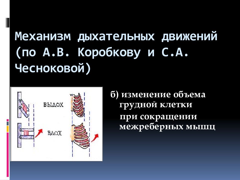 Дыхательные движения тест. Механизм дыхательных движений. Механизм дыхательных движений грудной клетки.. Механизм дыхательных движений таблица. Наиболее частые дыхательные движения характерны для:.