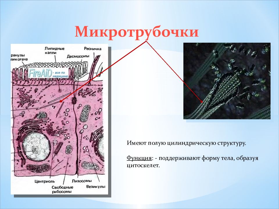 Цитоскелет клетки какой органоид. Микротрубочки органоиды. Микротрубочки какой органоид. Цитоскелет. Строение и функции микротрубочек.