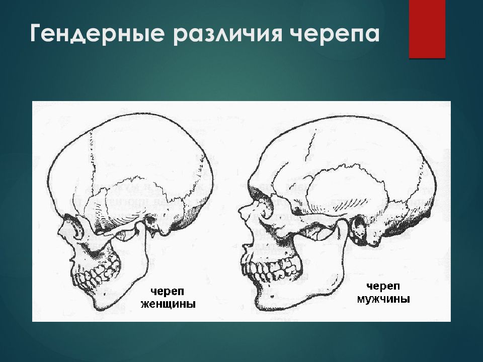 Развитие черепа человека