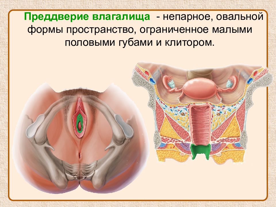 Строение наружных женских половых органов рисунок